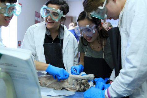 Anatomy Students Examine Cat Muscles